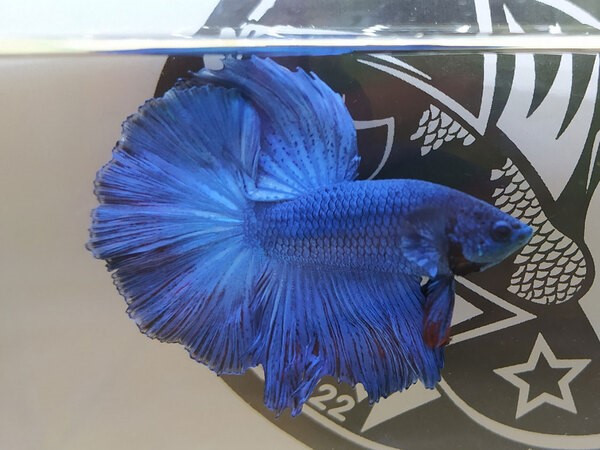 Cá Betta Halfmoon rực rỡ bơi trong bể cá cảnh mini