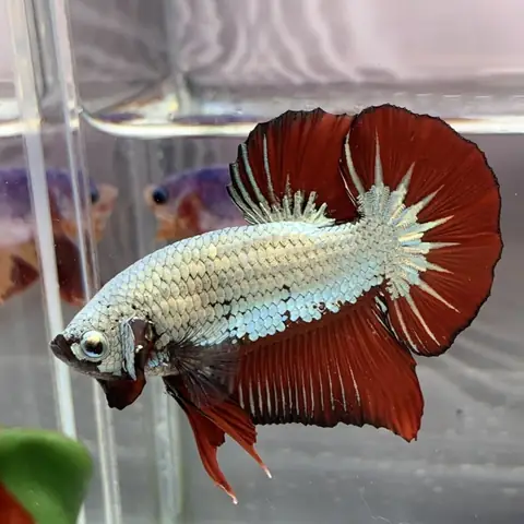 Cá Betta Khổng Lồ: Hướng Dẫn Nuôi Dưỡng & Chăm Sóc Toàn Diện Cho Người Mới