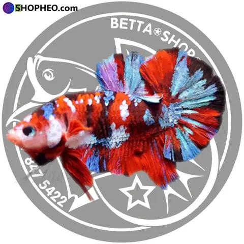 Mức giá cá betta koi galaxy Mức giá cá betta koi galaxy