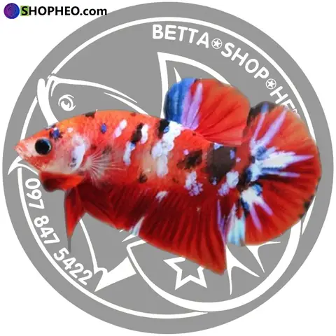 Mức giá cá betta koi galaxy Mức giá cá betta koi galaxy
