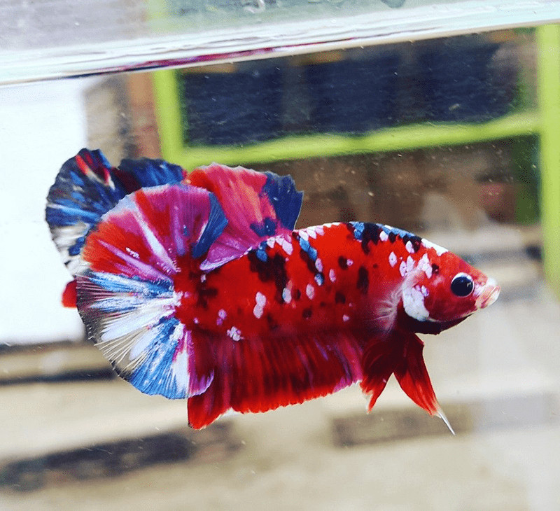 Cá Betta Koi Galaxy với màu sắc rực rỡ, mang lại may mắn cho người tuổi Đinh Mão