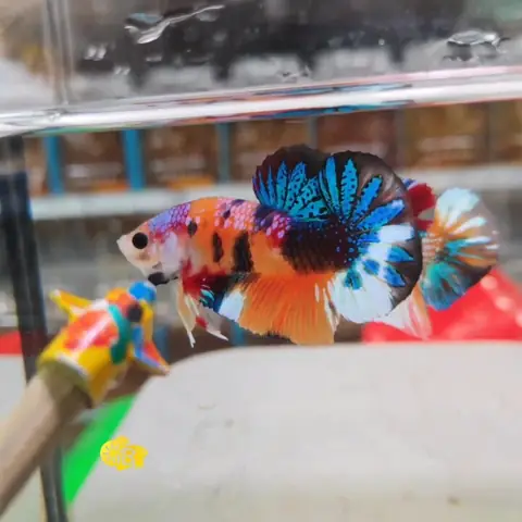Tìm Hiểu Về Cá Betta Koi Nemo Galaxy: Hướng Dẫn Nuôi, Chăm Sóc Toàn Diện