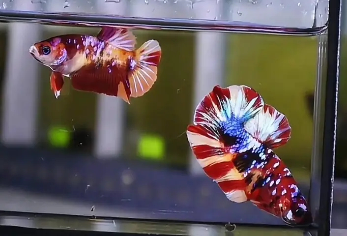 Tìm Hiểu Về Cá Betta Koi Nemo Galaxy: Hướng Dẫn Nuôi, Chăm Sóc Toàn Diện