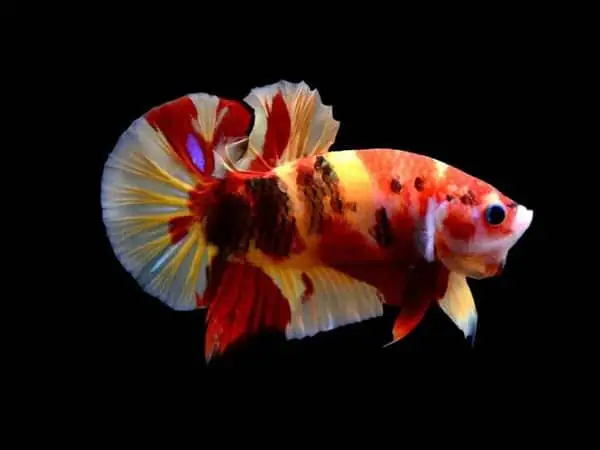 Tìm Hiểu Về Cá Betta Koi Nemo Galaxy: Hướng Dẫn Nuôi, Chăm Sóc Toàn Diện
