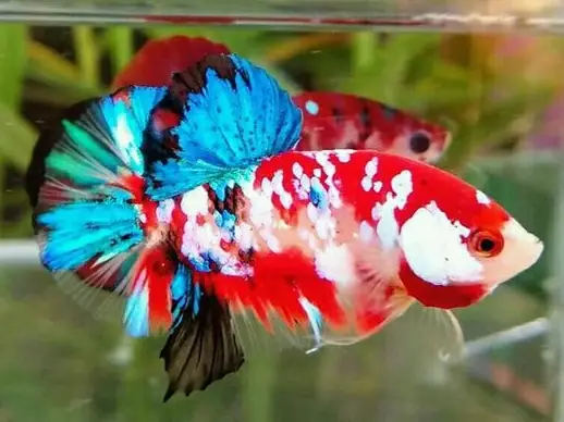 Tìm Hiểu Về Cá Betta Koi Nemo Galaxy: Hướng Dẫn Nuôi, Chăm Sóc Toàn Diện