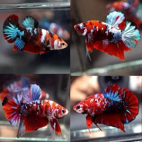 Tìm Hiểu Về Cá Betta Koi Nemo Galaxy: Hướng Dẫn Nuôi, Chăm Sóc Toàn Diện