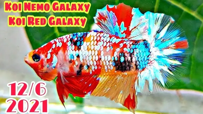 Tìm Hiểu Về Cá Betta Koi Nemo Galaxy: Hướng Dẫn Nuôi, Chăm Sóc Toàn Diện
