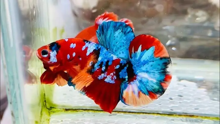 Tìm Hiểu Về Cá Betta Koi Nemo Galaxy: Hướng Dẫn Nuôi, Chăm Sóc Toàn Diện