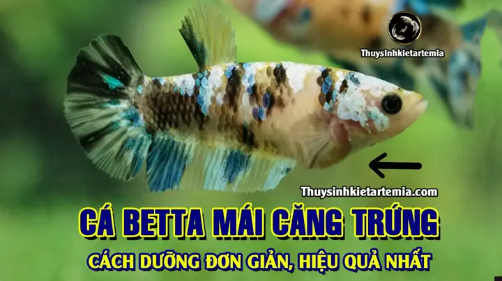 cá betta mái căng trứng