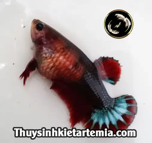 cá betta mái căng trứng cá betta mái căng trứng