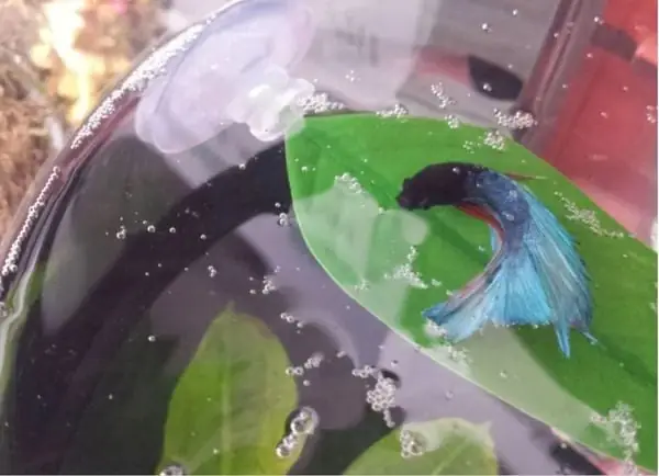 Tại Sao Cá Betta Nằm Im? Nguyên Nhân, Cách Khắc Phục Chi Tiết