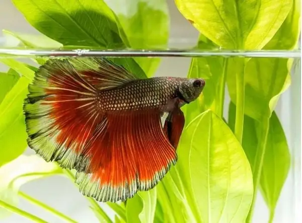 Tại Sao Cá Betta Nằm Im? Nguyên Nhân, Cách Khắc Phục Chi Tiết