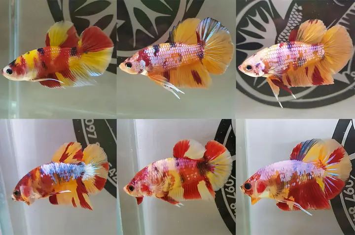 Khám phá Cá Betta Nemo Galaxy: Tuyệt tác màu sắc và kỹ thuật nuôi dưỡng đỉnh cao