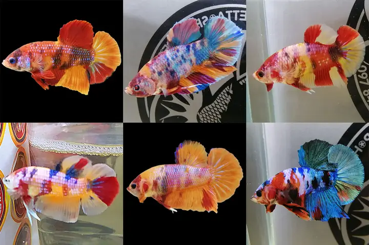 Khám phá Cá Betta Nemo Galaxy: Tuyệt tác màu sắc và kỹ thuật nuôi dưỡng đỉnh cao Khám phá Cá Betta Nemo Galaxy: Tuyệt tác màu sắc và kỹ thuật nuôi dưỡng đỉnh cao