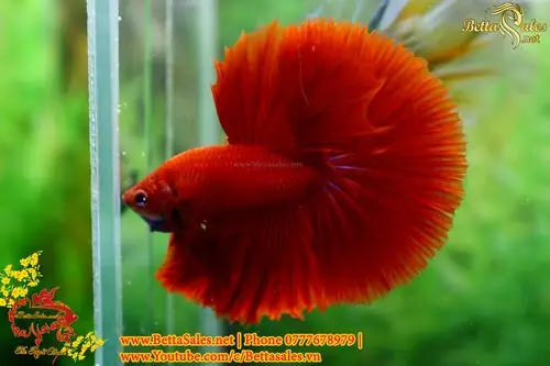Cá Betta Như Thế Nào Là Đẹp? Tiêu Chuẩn Đánh Giá Toàn Diện