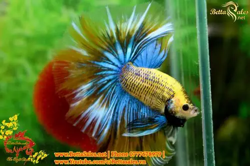 Cá Betta Như Thế Nào Là Đẹp? Tiêu Chuẩn Đánh Giá Toàn Diện