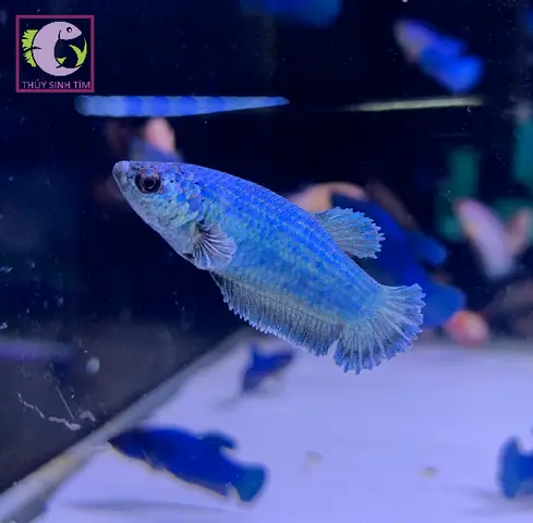 Mua Cá Betta Quận 7: Hướng Dẫn Chi Tiết Địa Điểm Uy Tín
