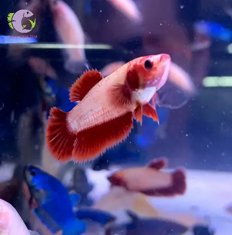 Mua Cá Betta Quận 7: Hướng Dẫn Chi Tiết Địa Điểm Uy Tín