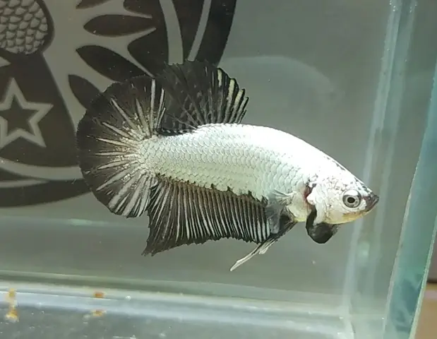 Đặc điểm của cá betta rồng đen