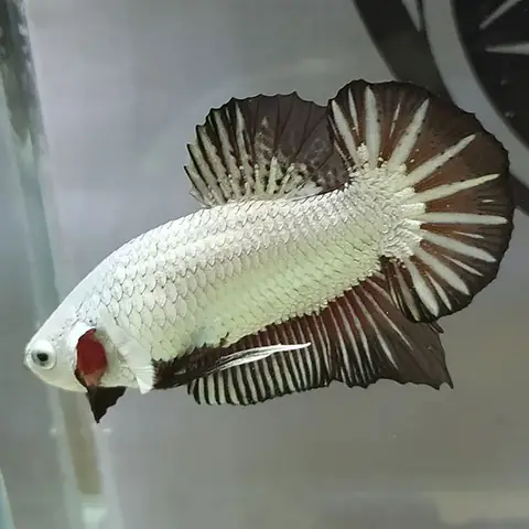 Mua cá betta rồng đen ở đâu?