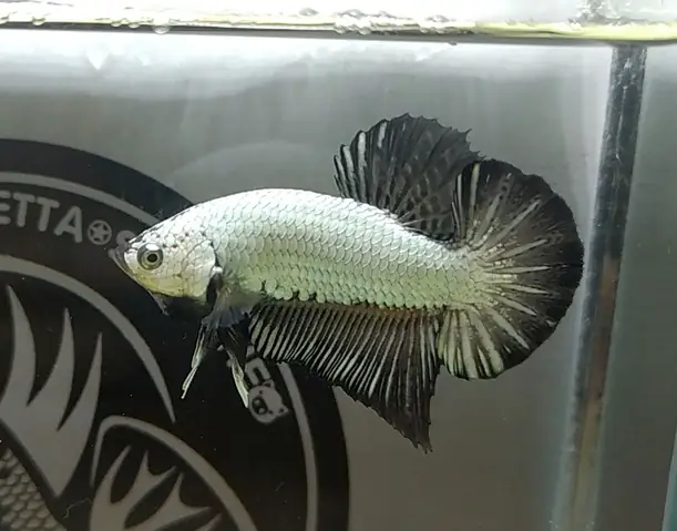 cá betta rồng đen