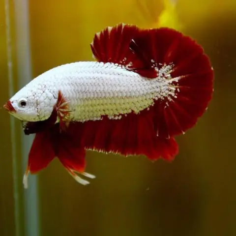 Đặc điểm nhận dạng của cá betta rồng đỏ
