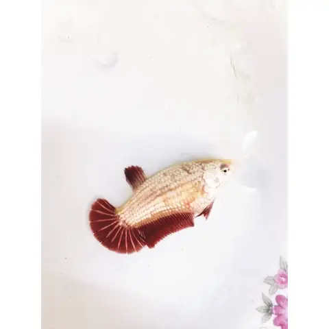 cá betta rồng đỏ