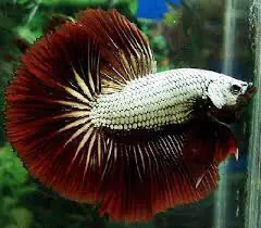 cá betta rồng đỏ