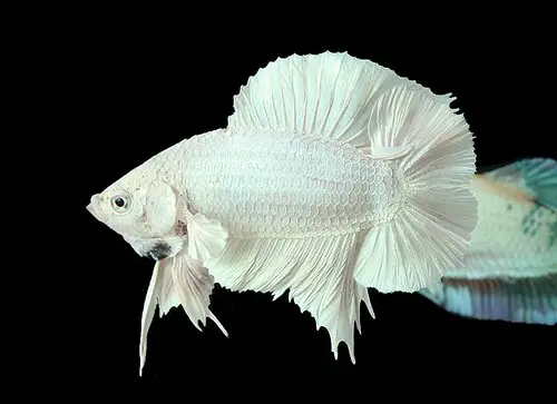 Cá Betta Rồng Trắng: Hướng Dẫn Chăm Sóc Toàn Diện Từ A-Z