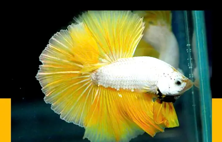 Thái độ tự tin