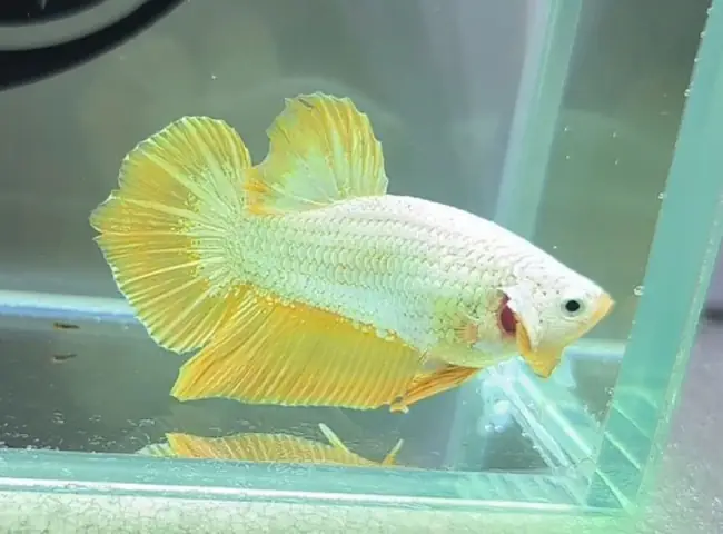 Khám Phá Các Loại Cá Betta Rồng Vàng