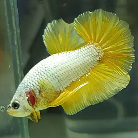 Ý Nghĩa Phong Thủy Của Cá Betta Rồng Vàng
