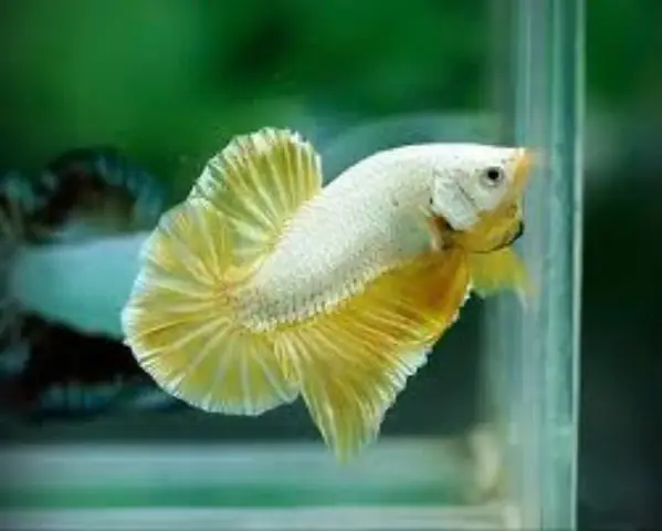 Chọn cá khỏe mạnh