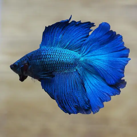 Phân biệt cá Betta rồng xanh với các dòng khác