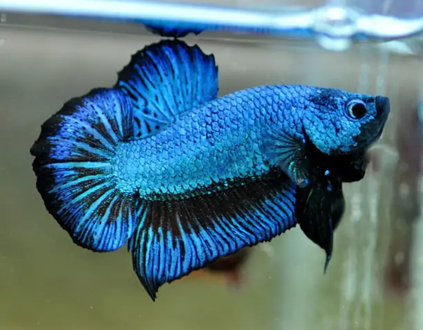 cá betta rồng xanh