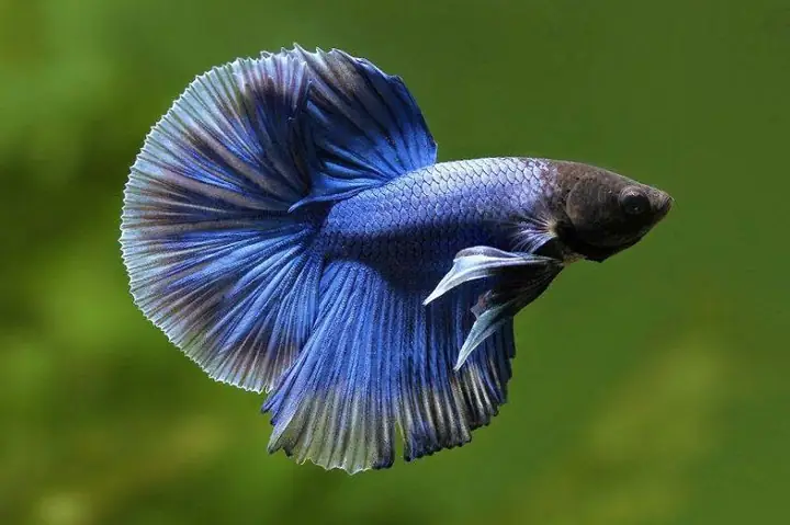 Cách lai tạo giống cá Betta rồng xanh