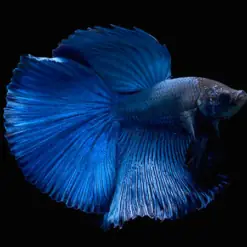 Giá trị văn hóa của cá Betta rồng xanh ở Việt Nam