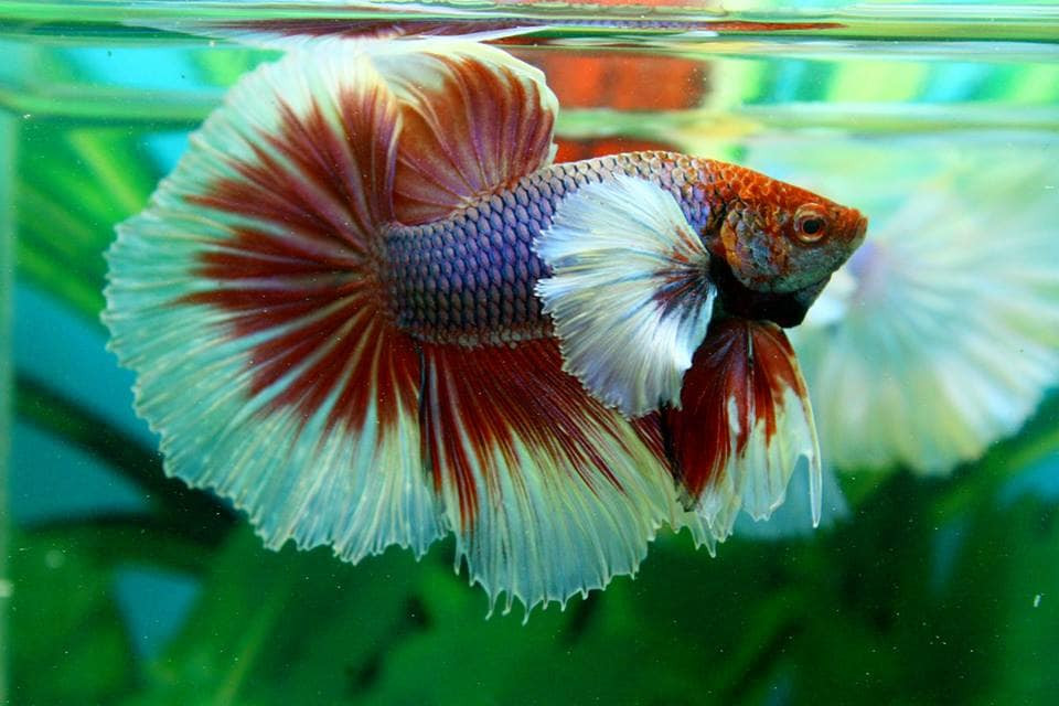 Cá Betta rực rỡ với đủ màu sắc tại Hoàng Betta