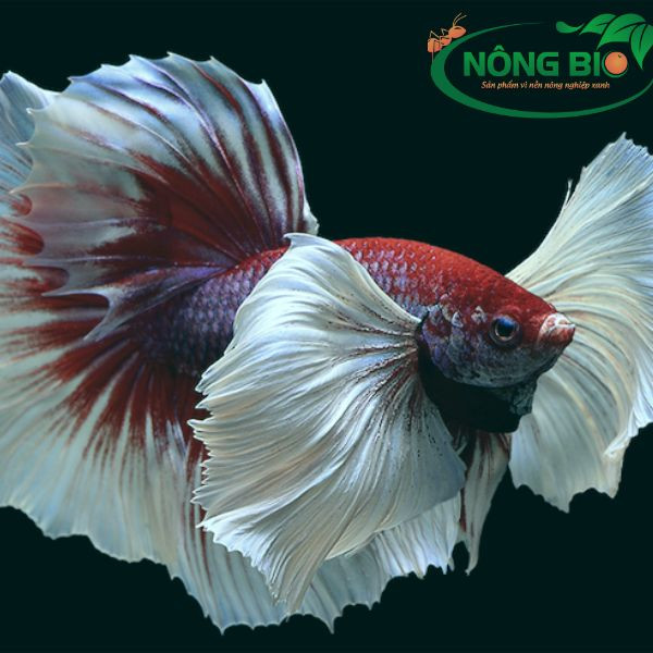 Cá Betta sặc sỡ xây tổ bọt để cá cảnh đẻ trứng