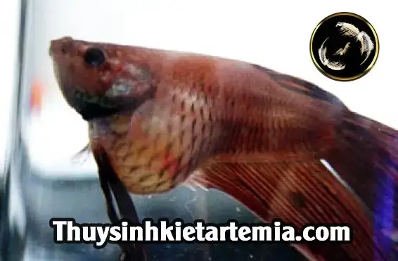 Cá Betta Sình Bụng: Nguyên Nhân, Dấu Hiệu Và Cách Điều Trị Hiệu Quả