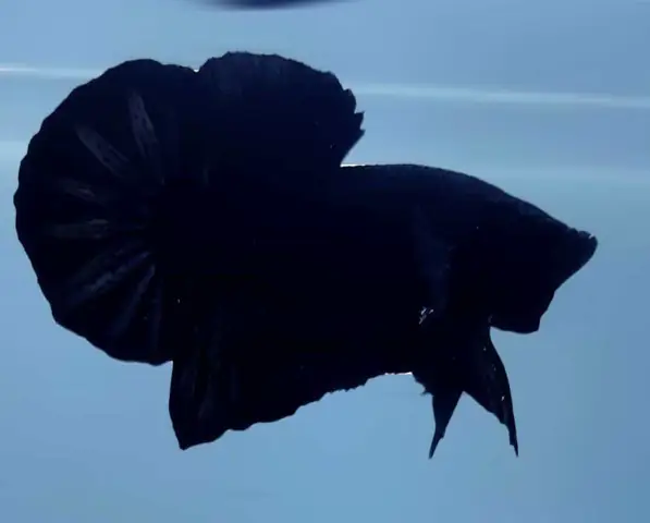 Cá Betta Super Black: Đặc Điểm, Cách Chăm Sóc & Mẹo Nuôi Hiệu Quả