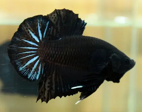 Cá Betta Super Black: Đặc Điểm, Cách Chăm Sóc & Mẹo Nuôi Hiệu Quả