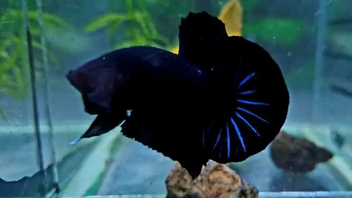 Cá Betta Super Black: Đặc Điểm, Cách Chăm Sóc & Mẹo Nuôi Hiệu Quả