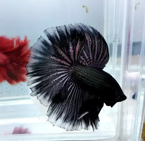 Cá Betta Super Black: Đặc Điểm, Cách Chăm Sóc & Mẹo Nuôi Hiệu Quả