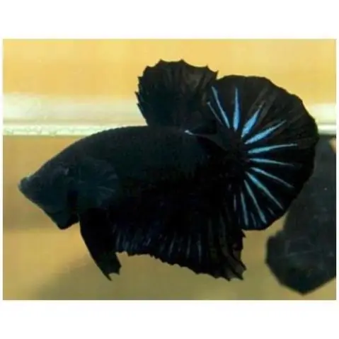 Cá Betta Super Black: Đặc Điểm, Cách Chăm Sóc & Mẹo Nuôi Hiệu Quả