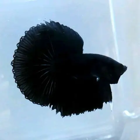 Cá Betta Super Black: Đặc Điểm, Cách Chăm Sóc & Mẹo Nuôi Hiệu Quả