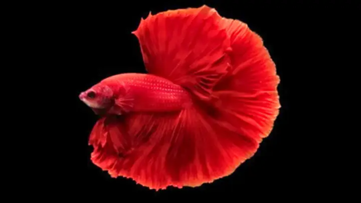 Cá Betta Super Blue: Hướng Dẫn Chăm Sóc Toàn Diện Từ A-Z