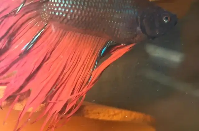 Tại Sao Cá Betta Trống Ăn Con? Hướng Dẫn Chi Tiết Ngăn Ngừa