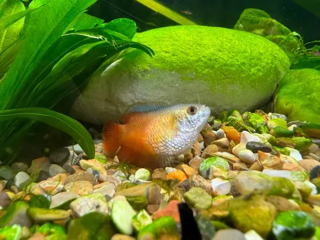 Tại Sao Cá Betta Trống Ăn Con? Hướng Dẫn Chi Tiết Ngăn Ngừa