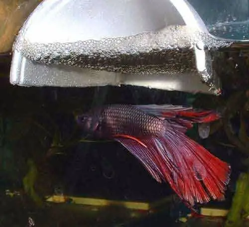 Tại Sao Cá Betta Trống Ăn Con? Hướng Dẫn Chi Tiết Ngăn Ngừa